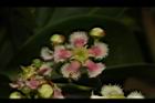 交趾衛矛-花23.JPG