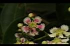 交趾衛矛-花25.JPG