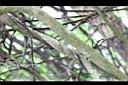 伊立基藤-莖02.JPG