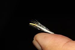 亨利氏鐵線蓮-雄蕊14.JPG