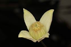 亨利氏鐵線蓮-花29.JPG