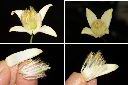 亨利氏鐵線蓮-花2.jpg
