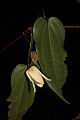 亨利氏鐵線蓮-花05.JPG