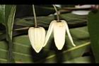 亨利氏鐵線蓮-花07.JPG