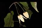 亨利氏鐵線蓮-花17.JPG