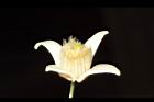 亨利氏鐵線蓮-花23.JPG