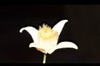 亨利氏鐵線蓮-花24.JPG