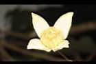 亨利氏鐵線蓮-花25.JPG