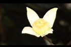 亨利氏鐵線蓮-花26.JPG