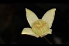 亨利氏鐵線蓮-花27.JPG