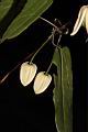 亨利氏鐵線蓮-花苞01.JPG