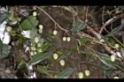 亨利氏鐵線蓮-花苞07.JPG