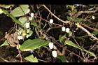 亨利氏鐵線蓮-花苞11.JPG