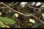 亨利氏鐵線蓮-花苞13.JPG