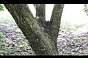 人心果-莖05.JPG