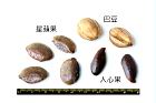 人心果-種子08.JPG