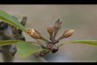 人心果-花05.jpg