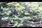人心果06.JPG