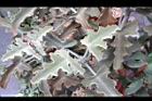 仙人扇-葉05.jpg