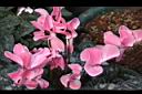 仙客來-花00.JPG