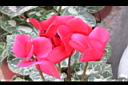 仙客來-花03.JPG