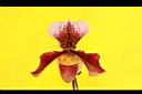 仙履蘭-花00.JPG