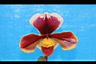 仙履蘭-花12.JPG