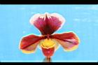 仙履蘭-花15.JPG