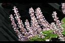 仙草-花序00.JPG
