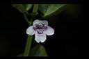 心葉水薄荷-花03.JPG