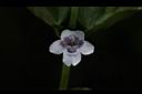 心葉水薄荷-花07.JPG