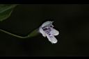 心葉水薄荷-花08.JPG