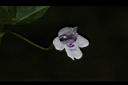 心葉水薄荷-花09.JPG