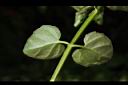 心葉水薄荷-葉背00.JPG