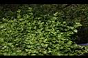心葉水薄荷00.JPG
