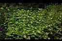 心葉水薄荷01.JPG