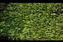 心葉水薄荷04.JPG