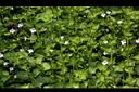 心葉水薄荷05.JPG