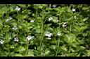 心葉水薄荷07.JPG