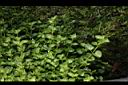 心葉水薄荷08.JPG