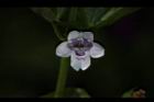 心葉水薄荷-花05.JPG