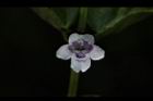 心葉水薄荷-花06.JPG