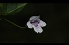 心葉水薄荷-花10.JPG