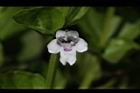 心葉水薄荷-花11.JPG