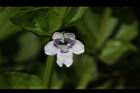心葉水薄荷-花12.JPG