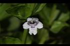 心葉水薄荷-花13.JPG