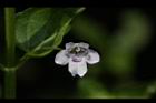 心葉水薄荷-花14.JPG