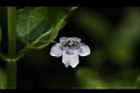 心葉水薄荷-花15.JPG
