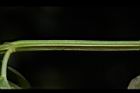 心葉水薄荷-莖01.JPG