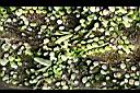 伏石蕨03.jpg